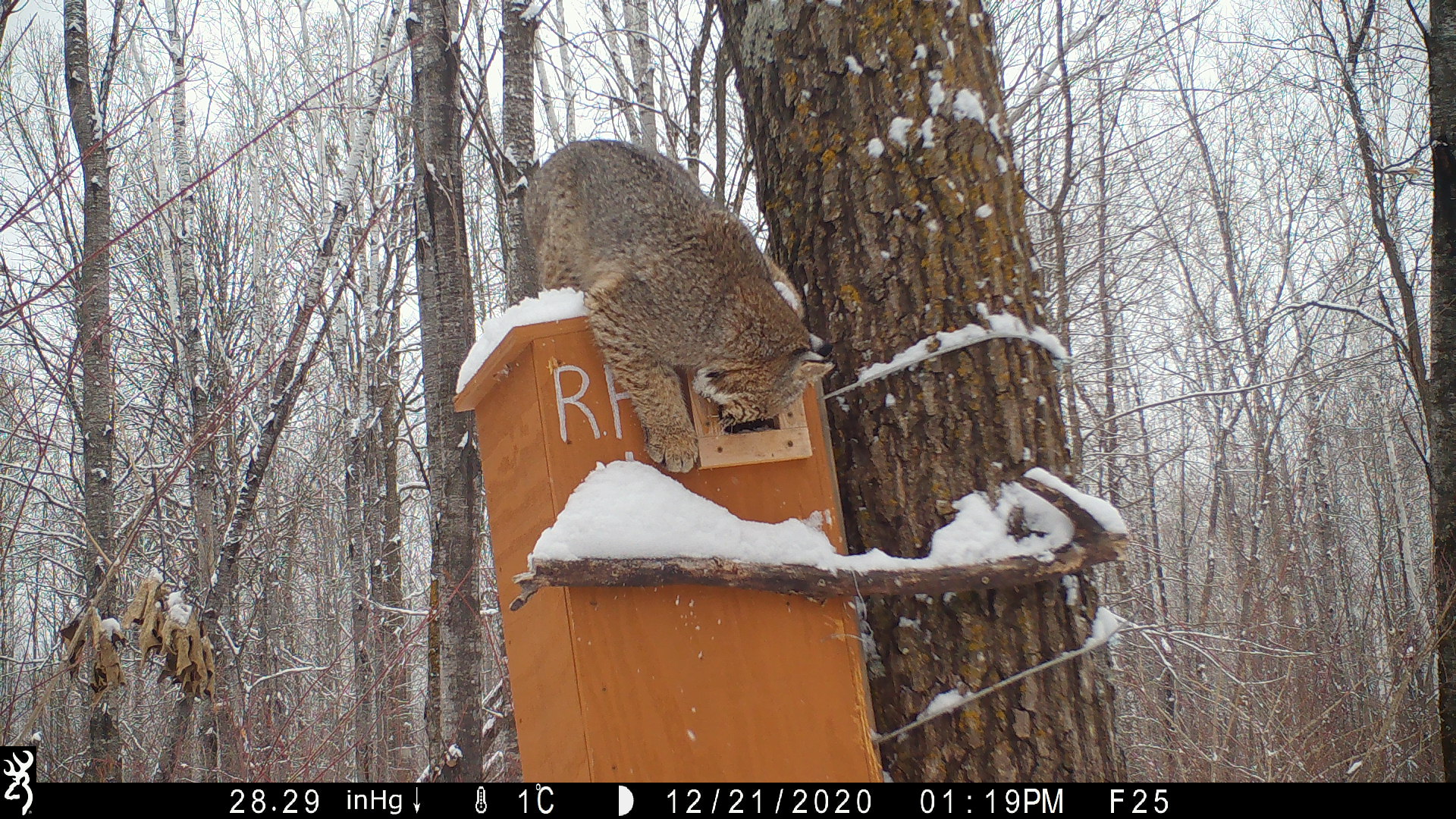A bobcat atop a wooden den box attached to a tree attempting to enter small doorway.