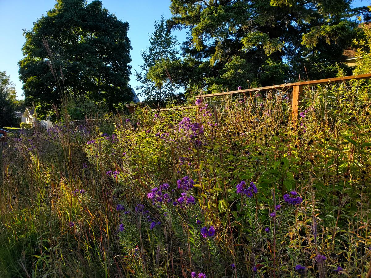 Tall thick grass and purple flowers next to wood and wire fence