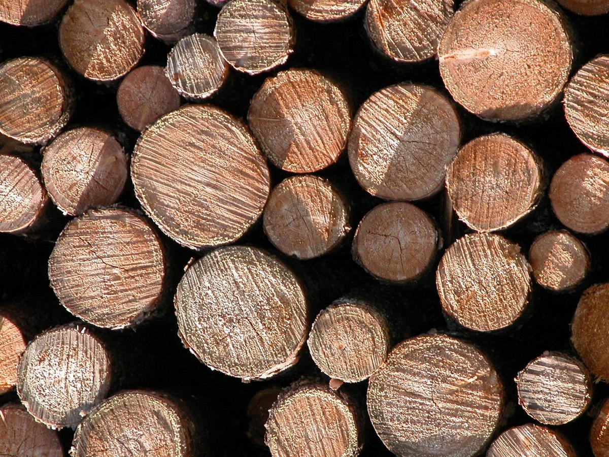 Close up view of the ends of logs