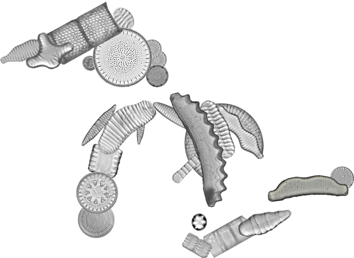 Diatom species arranged in shape of Great Lakes