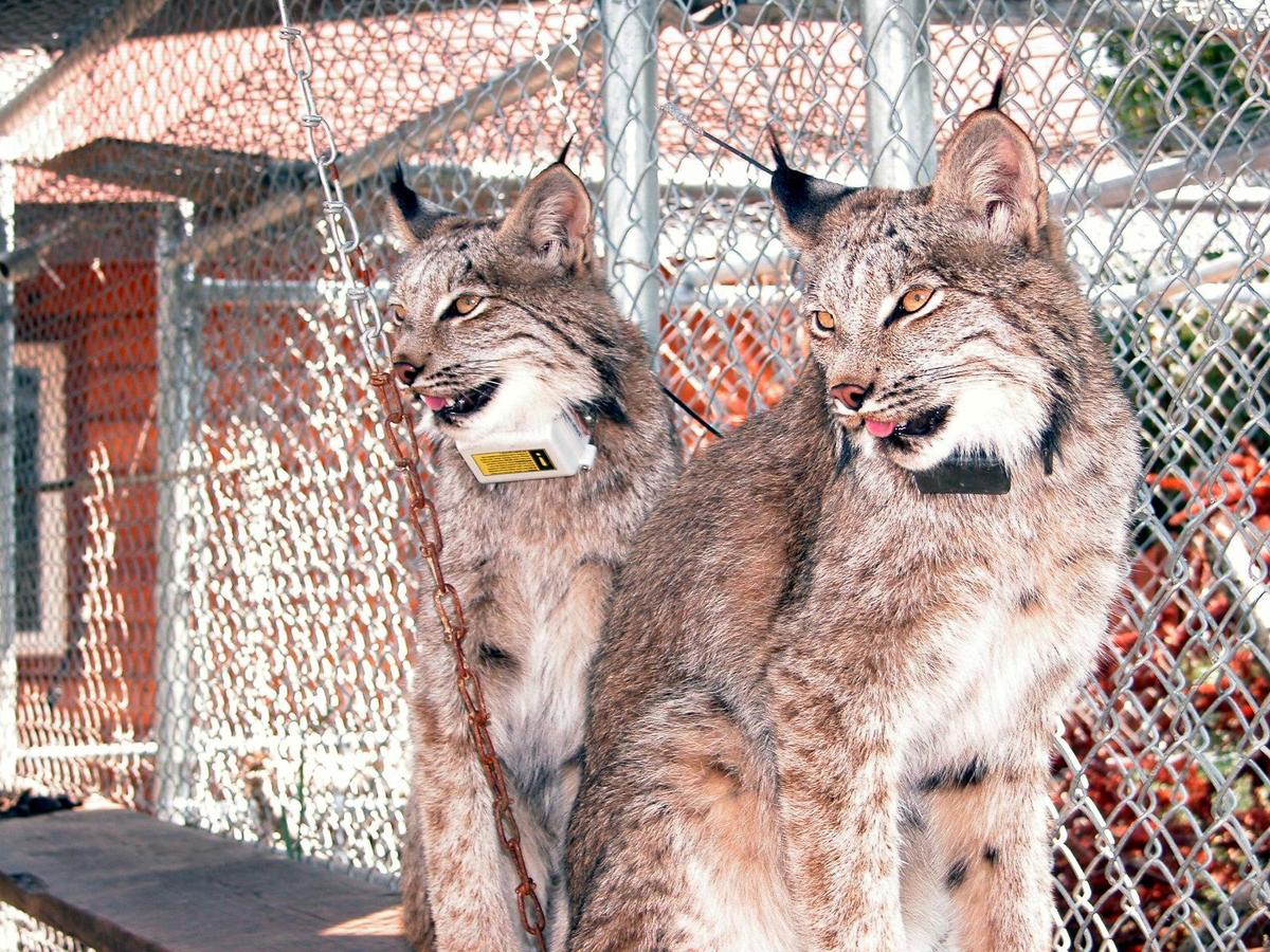Two lynx with radio collars sit on a shelf in a cage