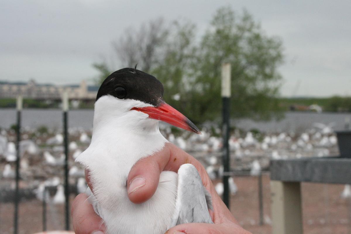 Close up of common tern bird