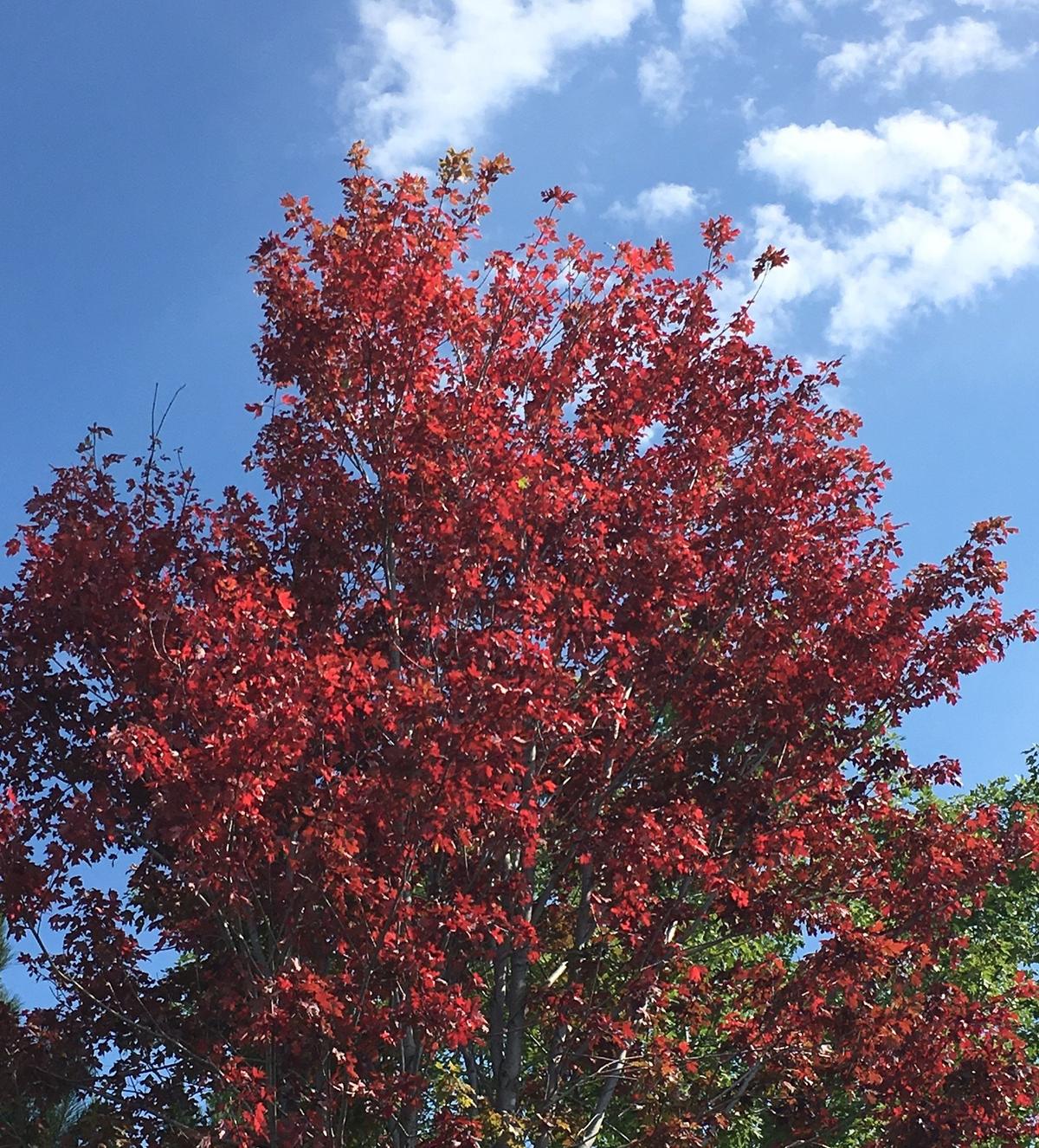 Red maple leaves on tree with blue sky and clouds in background.